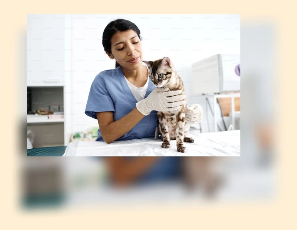 고양이 예방접종_1_subsection