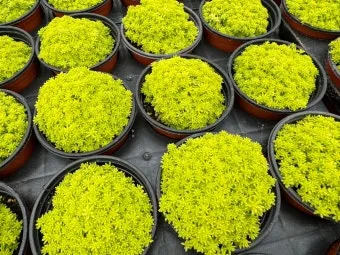 황금세덤 키우기, 월동, 번식, 물주기, 분갈이, 꽃_46