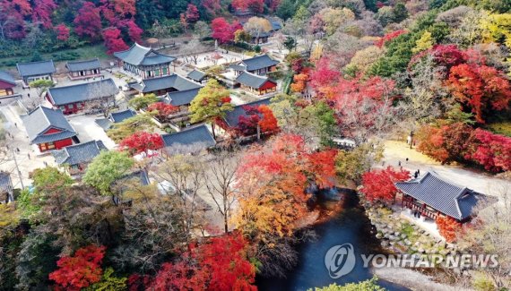 2024 내장산 단풍시기