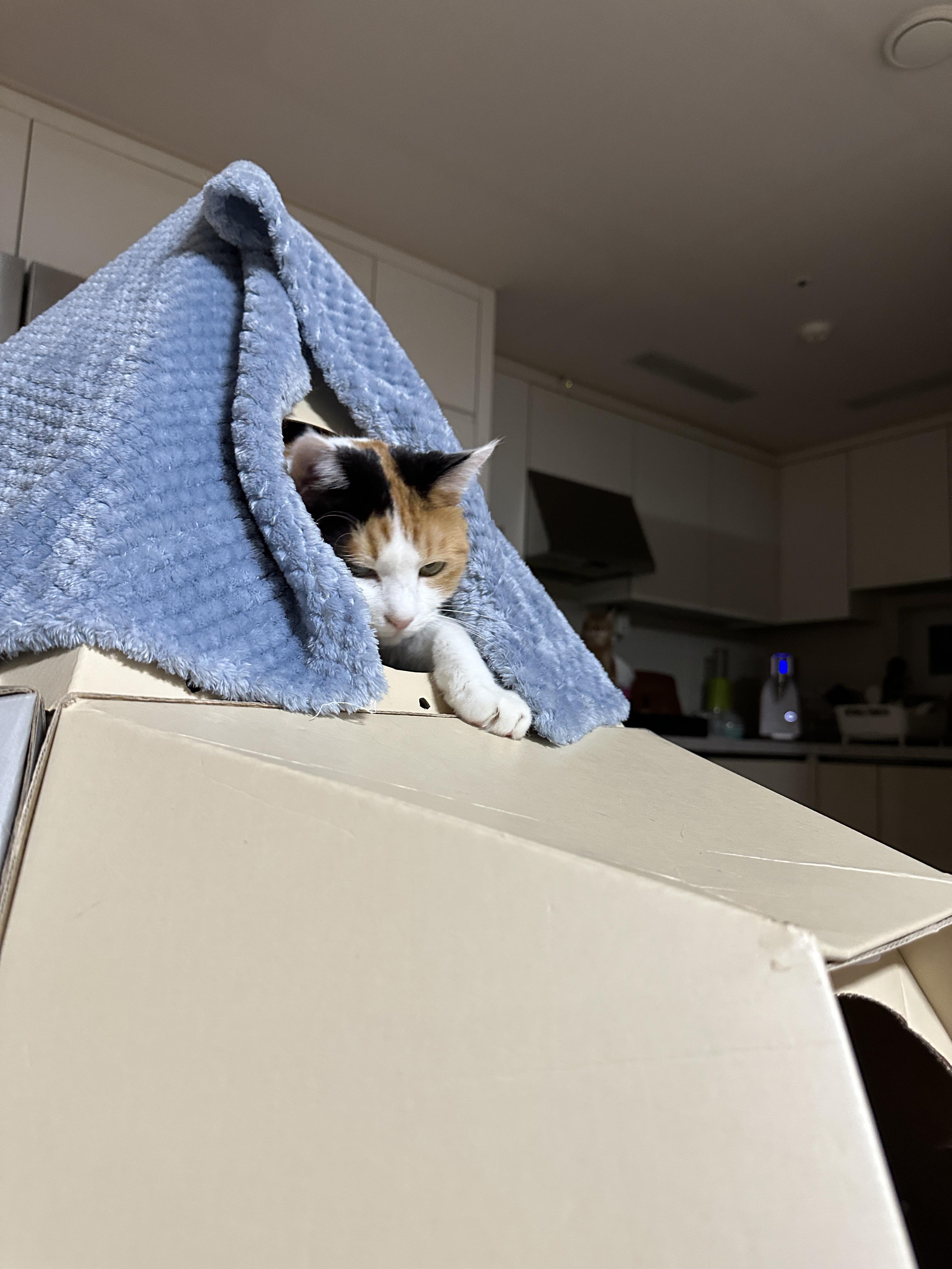 다시_후진해서_캣미로로_들어가는_삼색이_요미