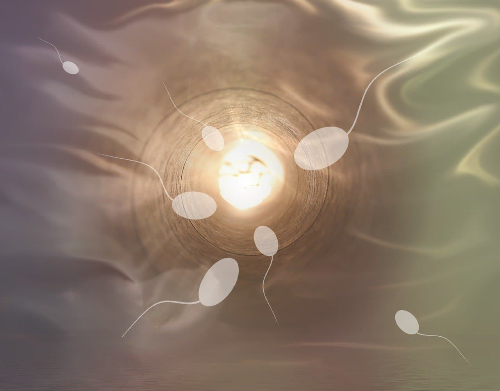 남성 난임의 주요 원인 - 정자의 질과 운동성 저하