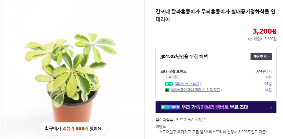 홍콩야자 키우기 및 관리법 (+ 가지치기 번식 수경 재배)