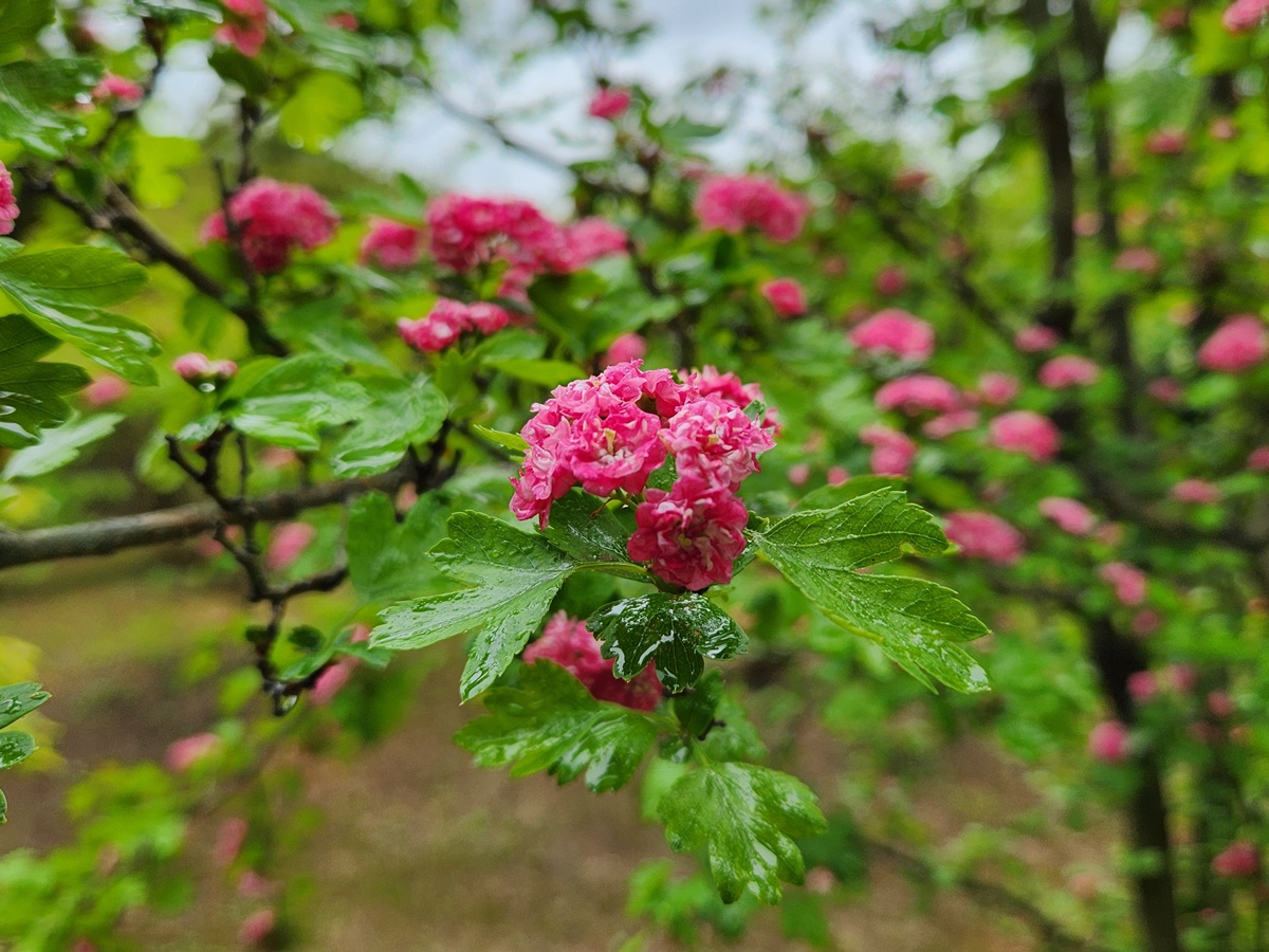 홍화산사나무(서양산사나무)