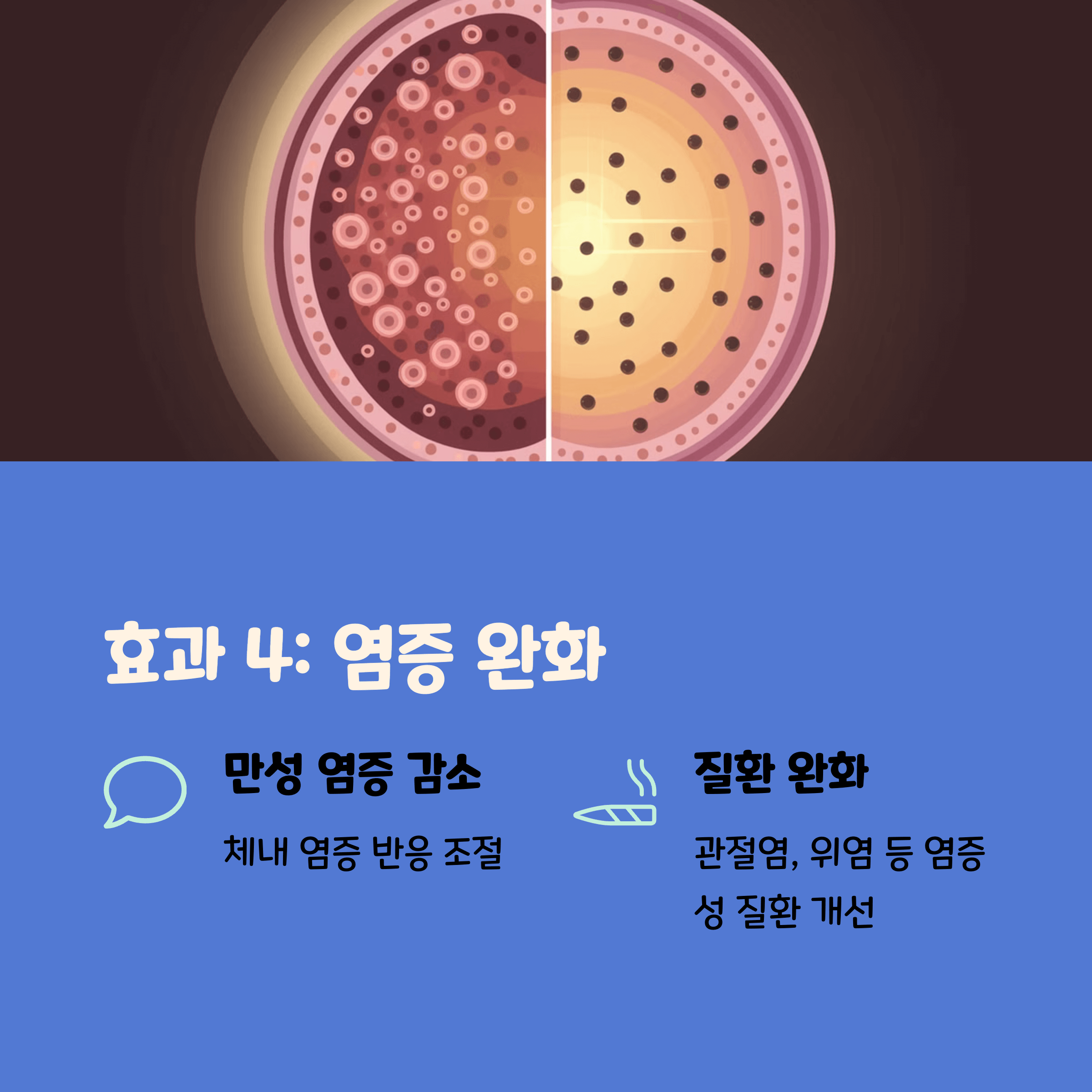 파로효소 효능