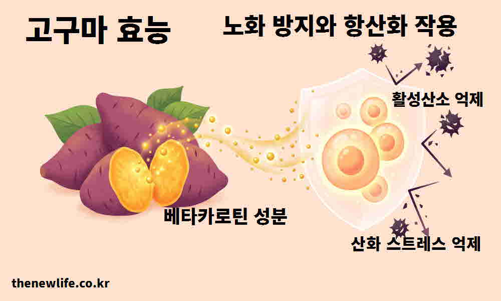 고구마 효능 노화 방지 항산화 작용