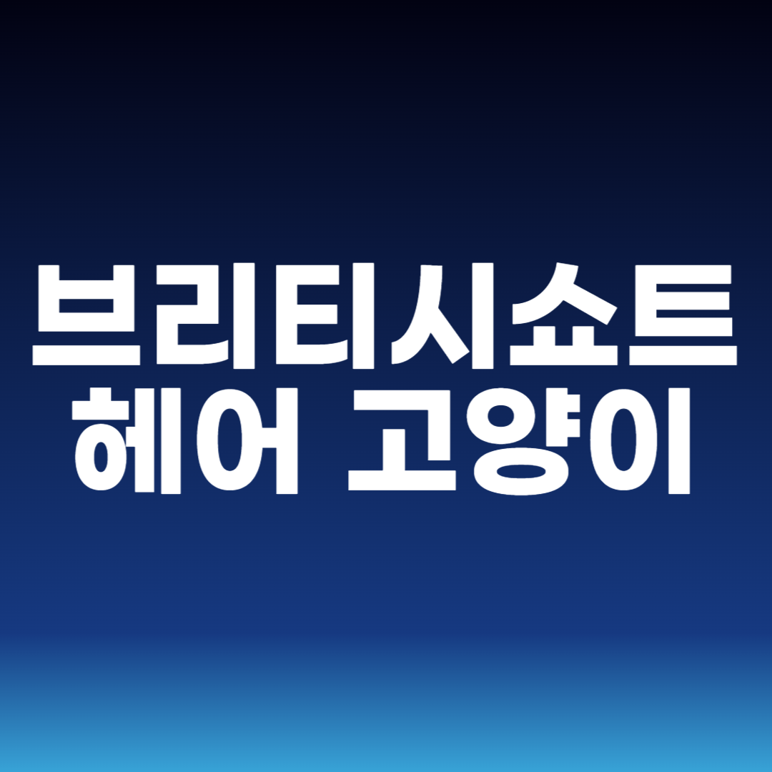 브리티시쇼트헤어 고양이