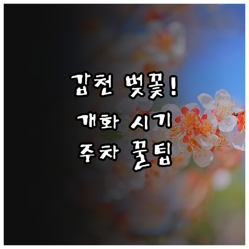 대전 갑천변 벚꽃 개화 시기와 주차장..