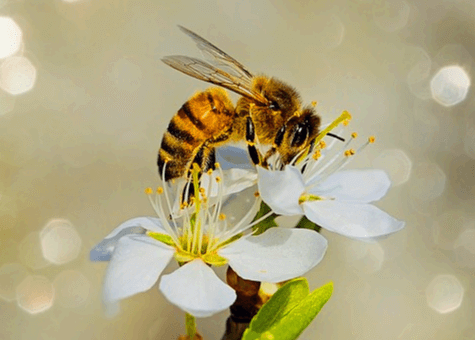 하얀 꽃 위에 벌이 앉아서 꿀을 먹는다. 수술은 노란색이다.