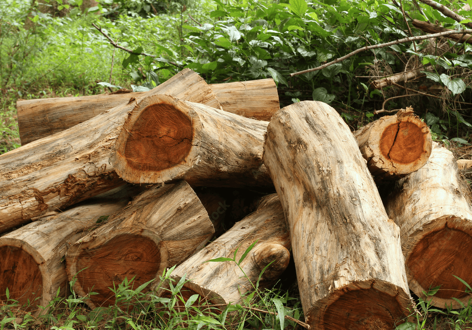 로즈우드 나무 사진