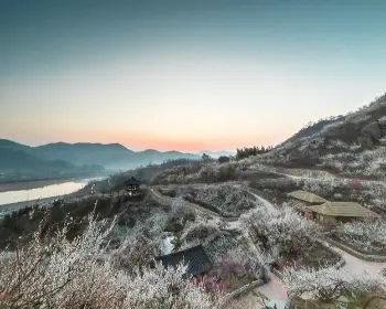 매화꽃 개화시기_6