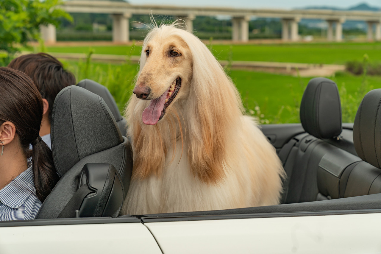 영화 멍뭉이 정보 ott 등장인물 줄거리 후기 