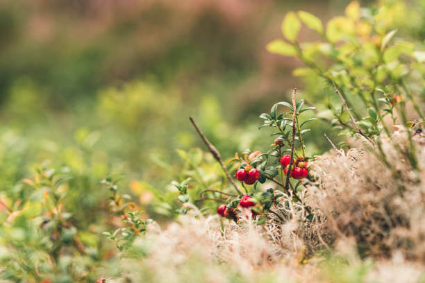 링곤베리 효능은 다이어트와 항산화 효과에 뛰어납니다
