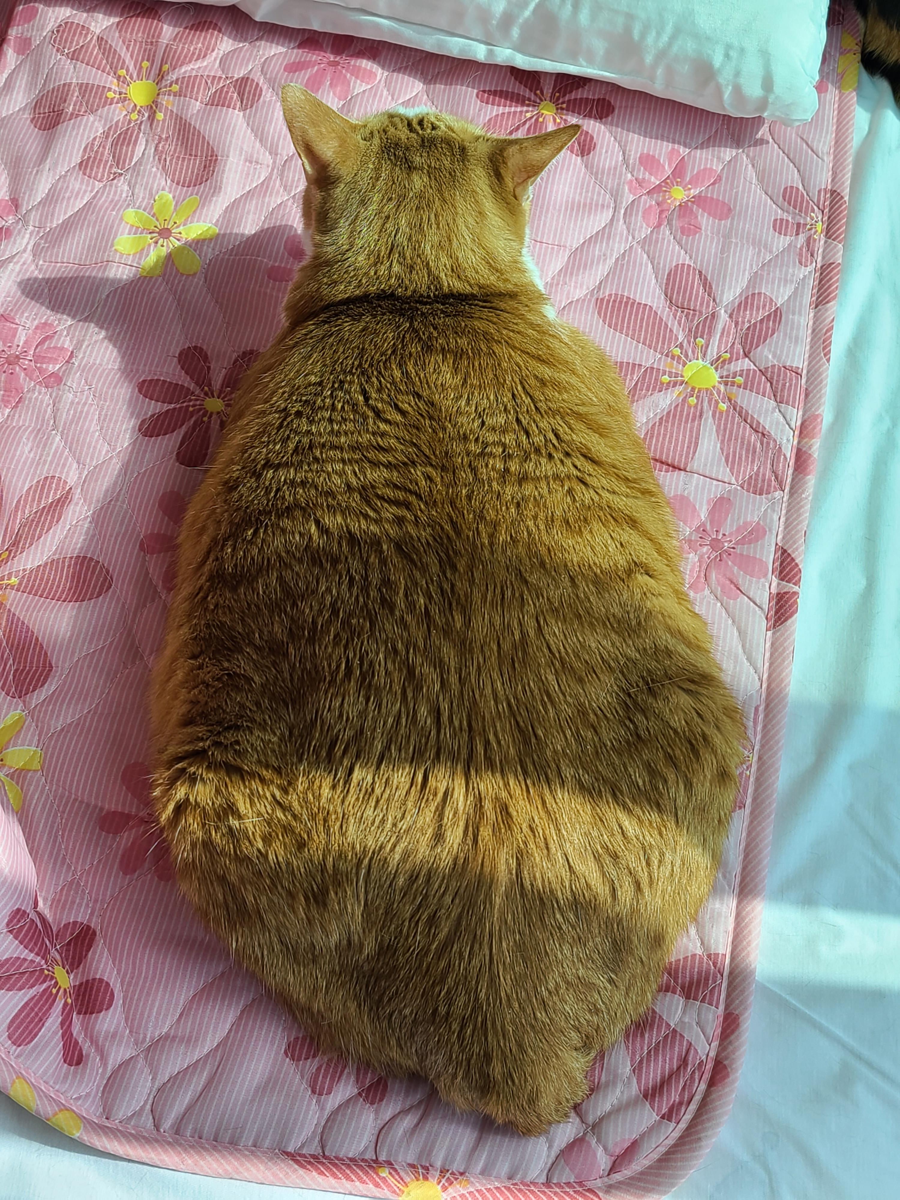 평안한 일요일 아침 아홉냥이들. 고양이를 불러모으는 전기장판.