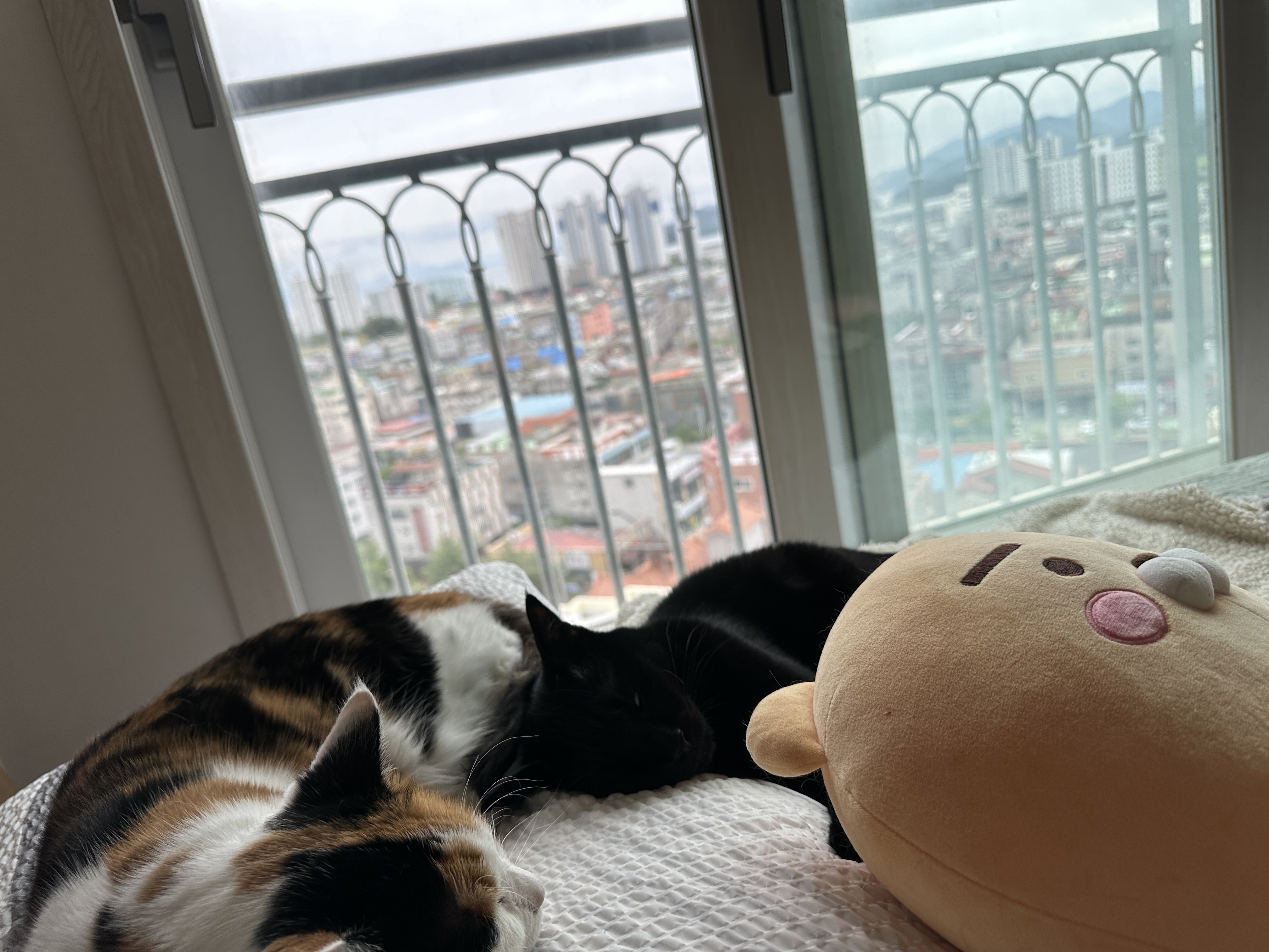 베개_베고_자는_black_cat_건이