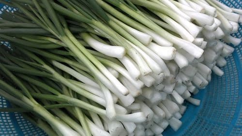 쪽파-수확-쪽파김치-만들기-만드는법-재료-손질하기-다듬기