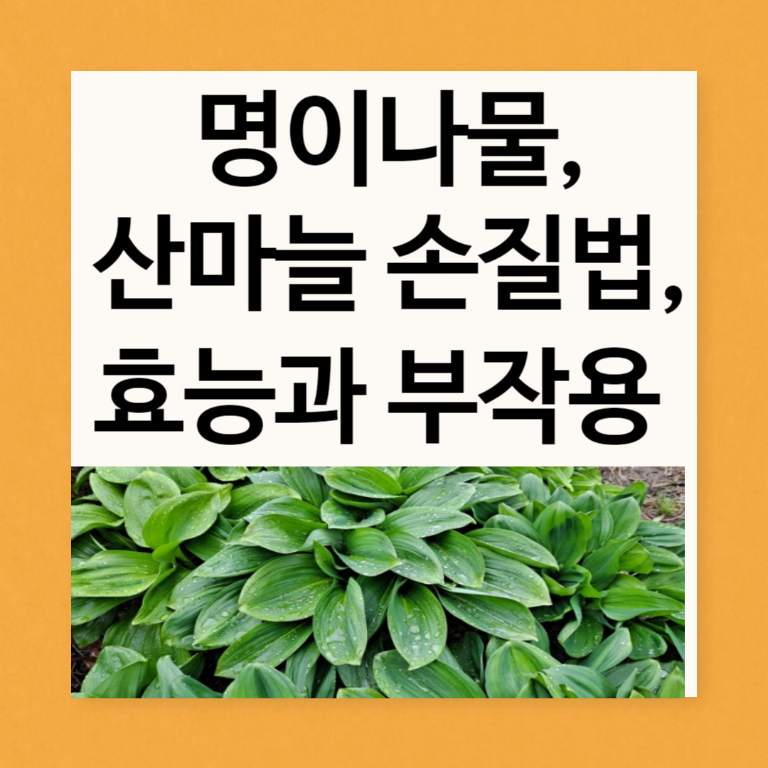 명이나물,산마늘 손질법, 효능과 부작용