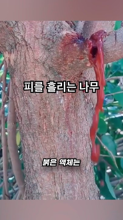 용혈수의 붉은 수액