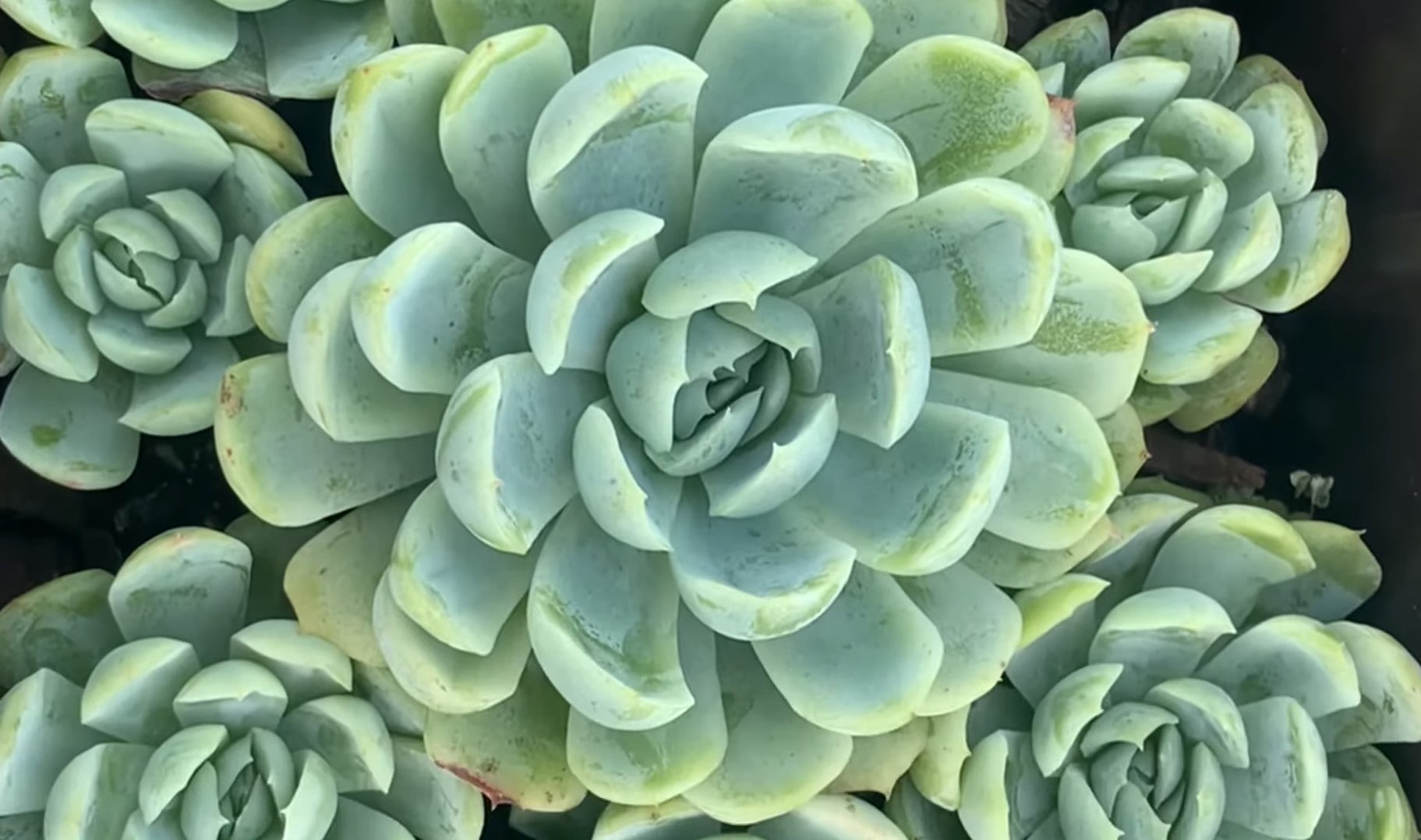 에케베리아 엘레간스(Echeveria elegans)