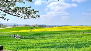 고창 학원농장 – ‘폭싹 속았수다’ 촬영지 정보