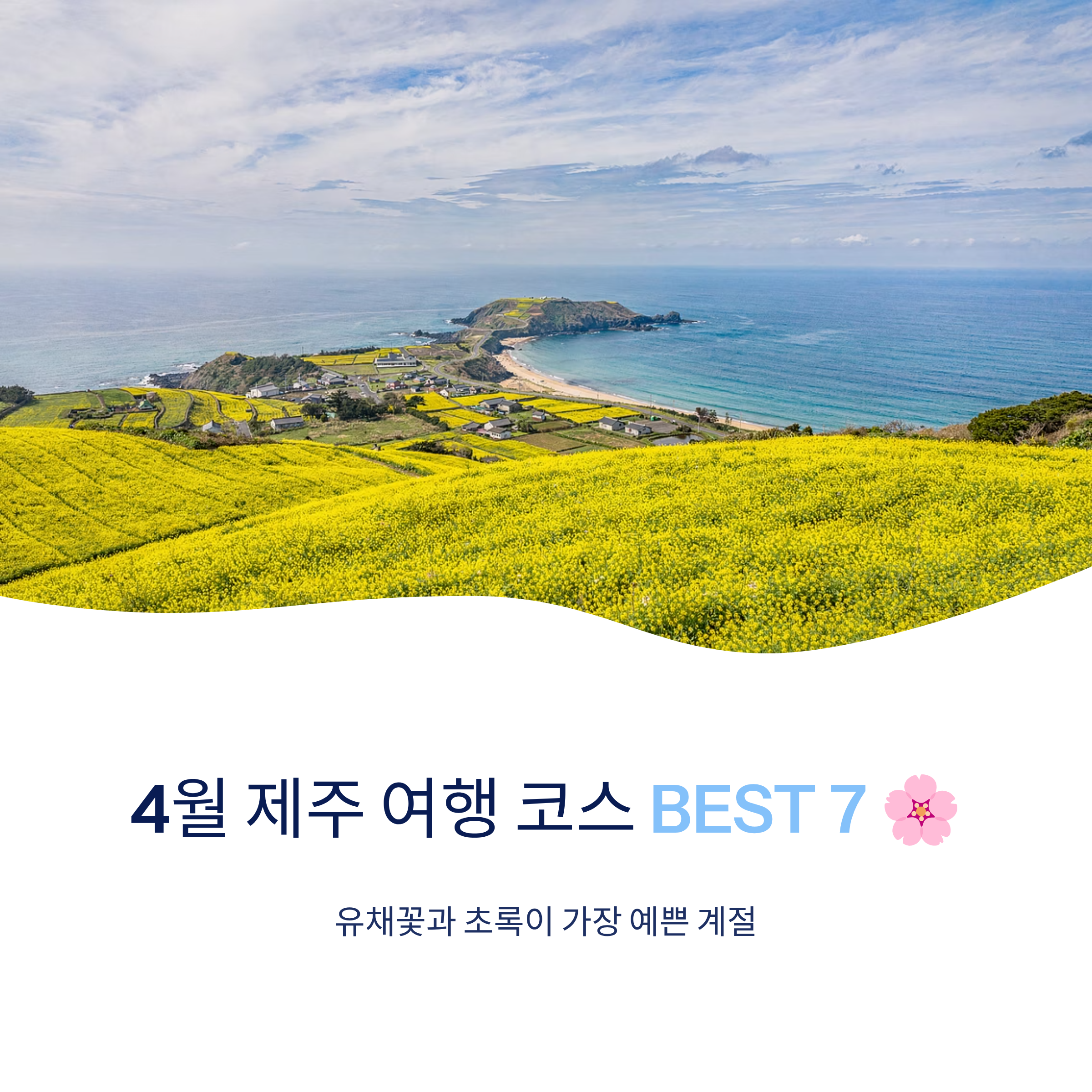 4월 제주 여행 코스 BEST 7 🌸 유채꽃과 초록이 가장 예쁜 계절