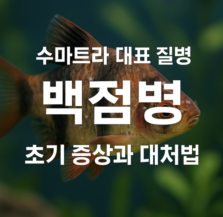 수마트라 대표 질병, 백점병 초기 증상과 대처법