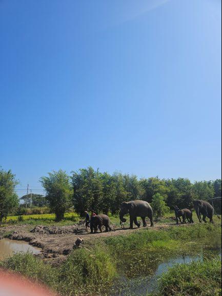 방콕 엘리펀트 파크
