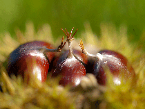 밤과 상극인 음식