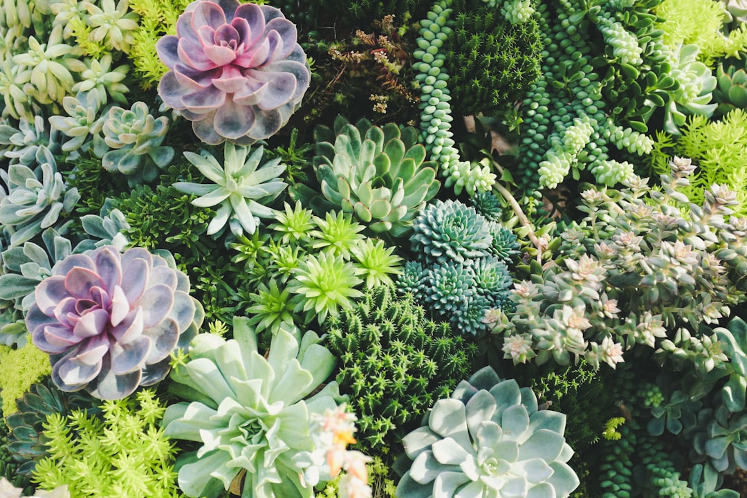 Succulent