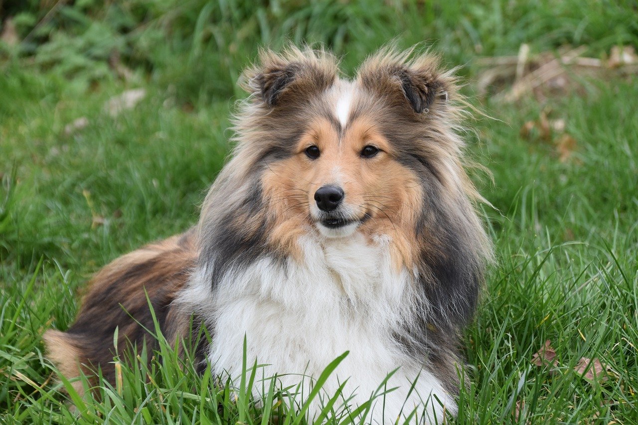 Shetland sheepdog image