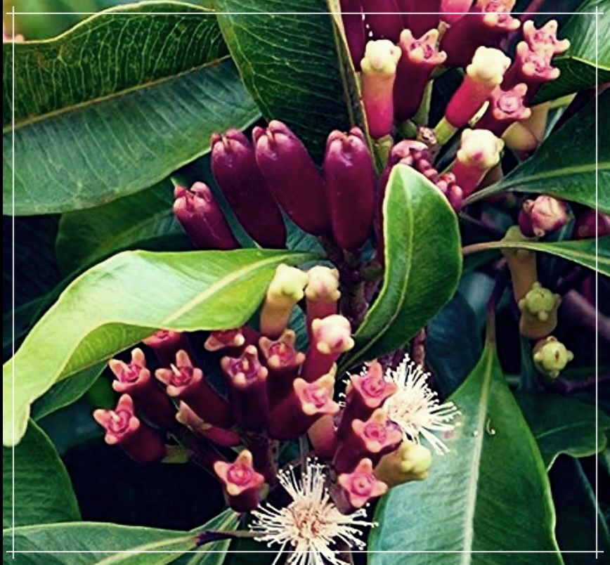 정향의 효능&#44; 먹는 방법 및 가격에 대한 상세 안내.