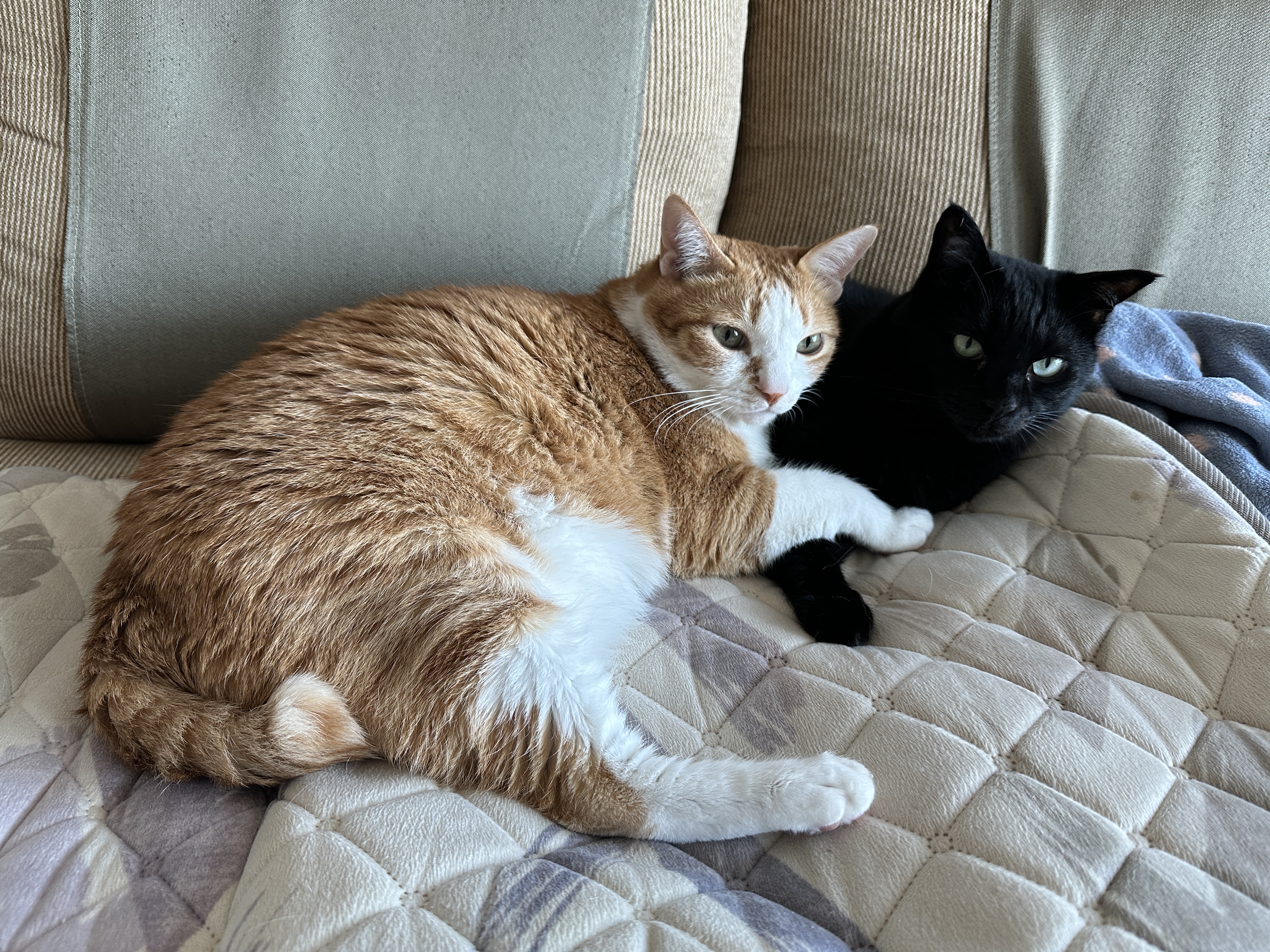 오후에는_호야랑_건이랑_다정하게_ㅋㅋ