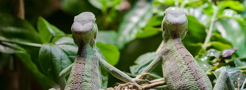 반려동물인 파충류의 이미지