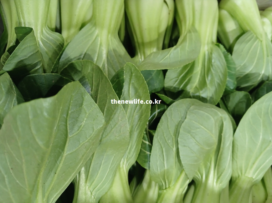 혈압 조절과 고지혈증 예방에 도움을 주는 칼륨 가득한 청경채 실물 사진