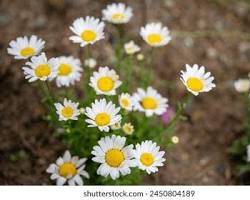 캐모마일 이미지 사진