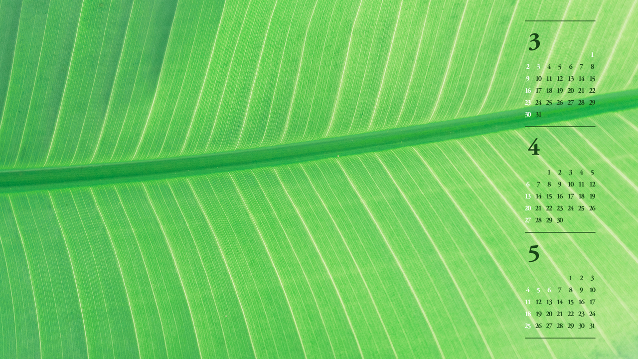 04 연두색 이파리 B - 2025년4월 노트북배경화면