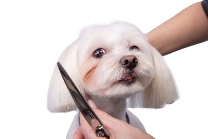 헤어컷 되는 말티즈.