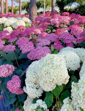 수국축제