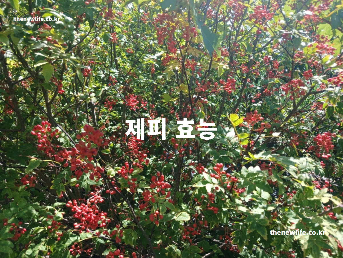 제피 효능 대표 실사진