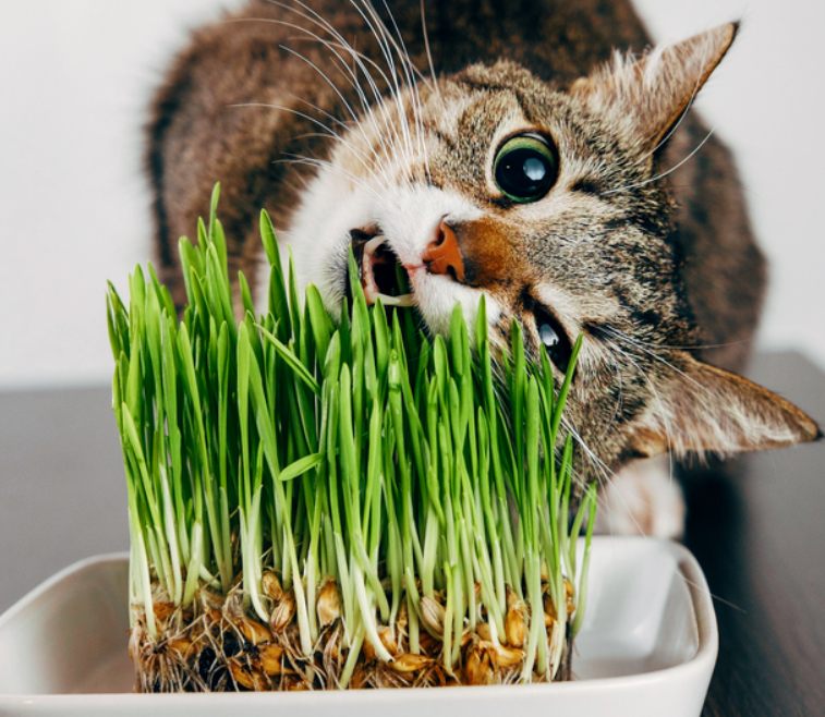 Cat Grass