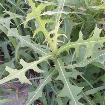 왕고들빼기 효능과 섭취시 주의사항 건강 정보_6