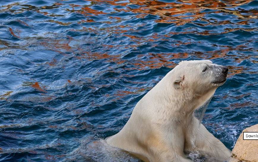 캐나다 폴라 베어 수영 축제