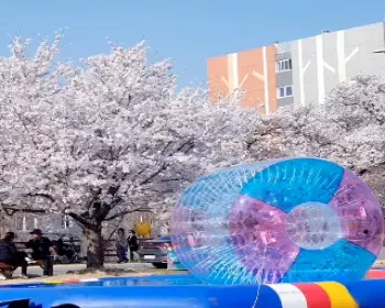 안동 벚꽃축제_2