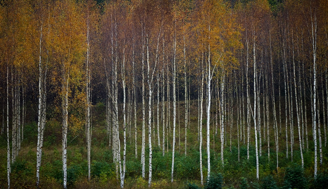 Birch