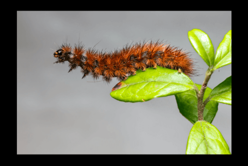 잎사귀 위에 앉아있는 송충이 한 마리 사진