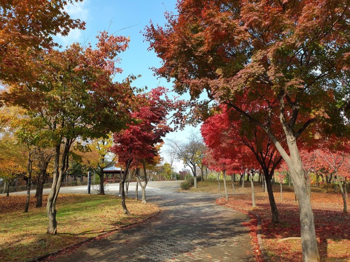 안산호수공원 단풍