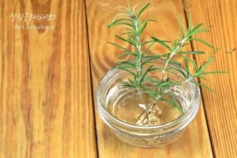 로즈마리 재배 삽목 번식 배수성 좋은 흙 관리_12