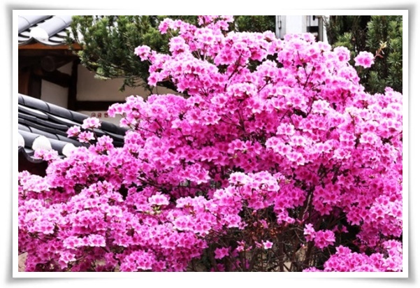 &quot;영산홍&quot; 봄날을 물들이는 활짝 핀 주홍빛 유혹의 매혹적인 꽃!