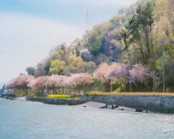 벚꽃 개화시기_11