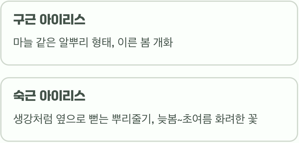 아이리스의 두 얼굴, 구근 vs. 뿌리줄기