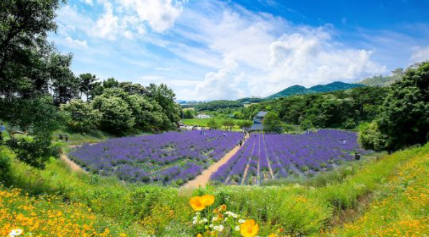 2024 고창청농원 라벤더시즌 축제 일정 개화 입장료 장소